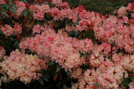 Rhodo Spotlight